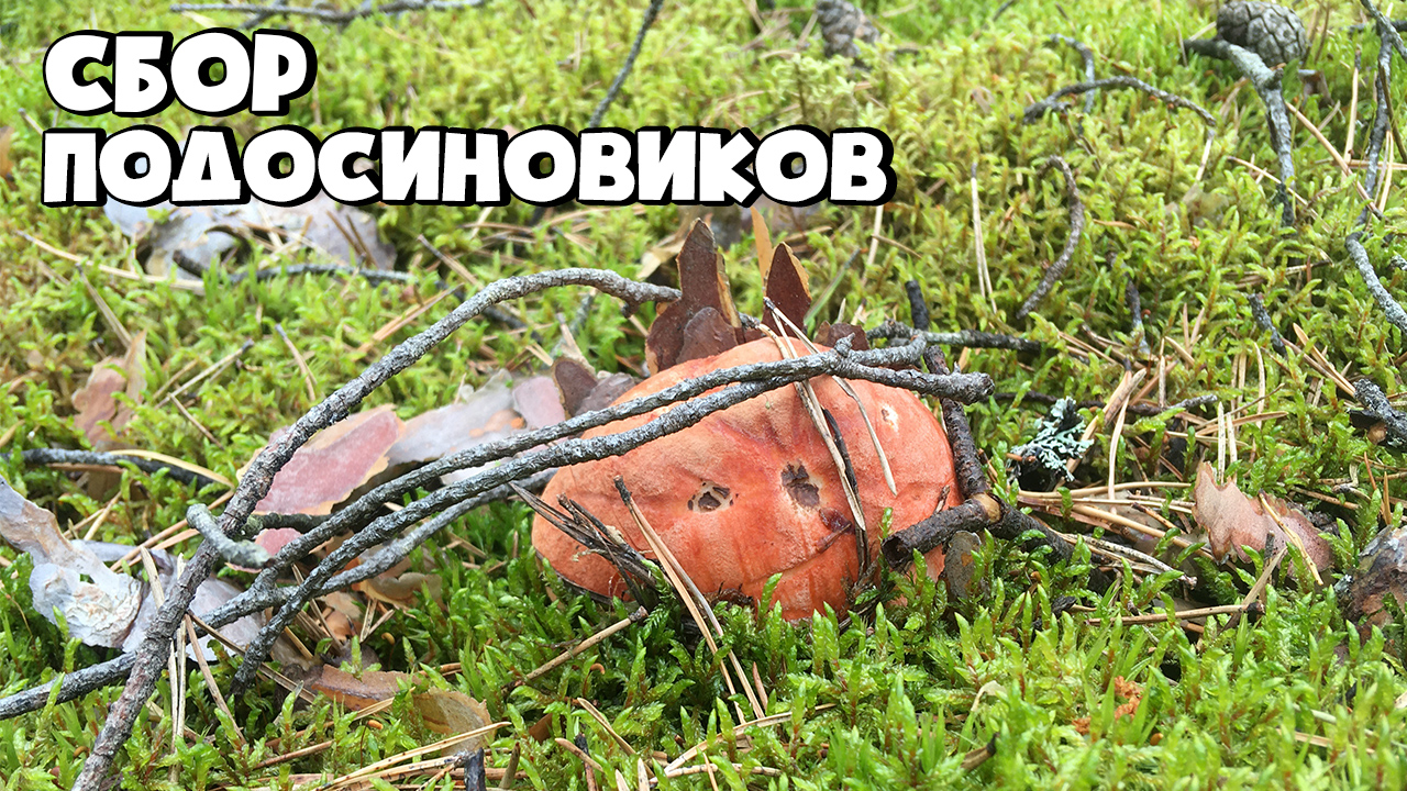 ПОХОД В ЛЕС ЗА ГРИБАМИ! ПОЛЯНА ПОДОСИНОВИКОВ В СОСНОВОМ ЛЕСУ! смотреть онлайн