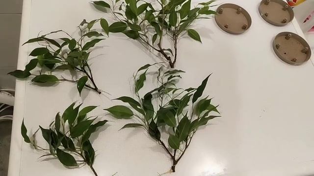 отчет об обрезке фикуса. размножение черенками фикуса Кинки