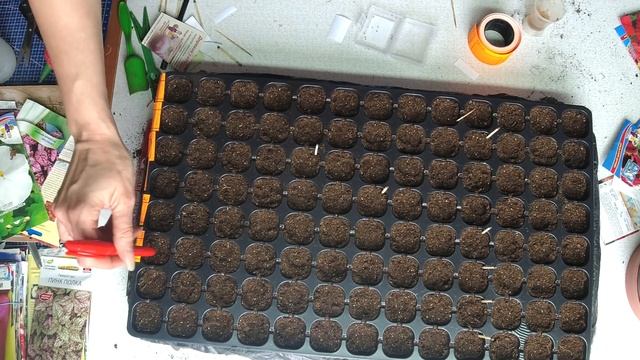 Ох, уж эта посевная. Сею хоровод цветов. Виола, колеусы, львиный зев и гипоэстес в том числе смотреть онлайн