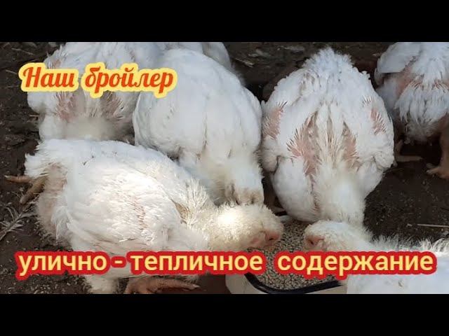 Бройлер кобб 500. Улично - тепличное содержание.... смотреть онлайн