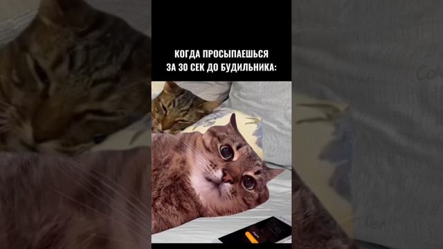 Когда просыпаешься за 30 секунд до будильника смотреть онлайн
