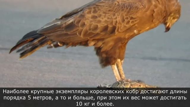 Королевская Кобра - гроза змей. Одна из самых опасных змей на планете, интересные факты о Кобре смотреть онлайн
