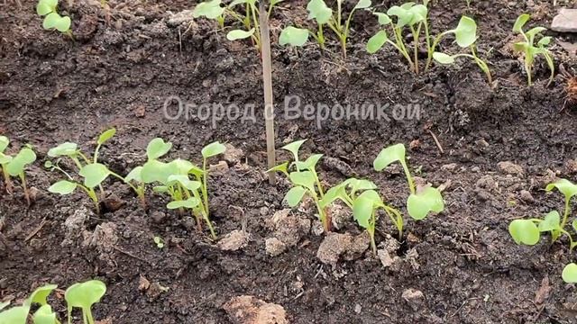 Всего 1 ЛОЖКА заставляет рассаду КАПУСТЫ быстро расти, толстеть и развиваться смотреть онлайн