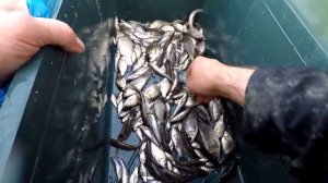 Рыболовный Зонтик! Как Быстро Наловить  Живца! Ловля на Ловушки-Зонтики!