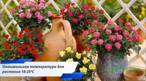 Комнатная роза уход в домашних условиях