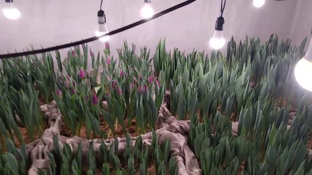Выгонка тюльпана. 15.02. Как добавить рост? смотреть онлайн