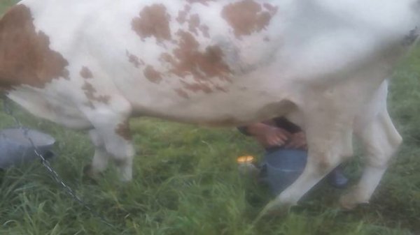 доярка из хацапетовки