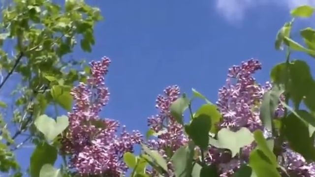 Стихи Ирины Самариной смотреть онлайн