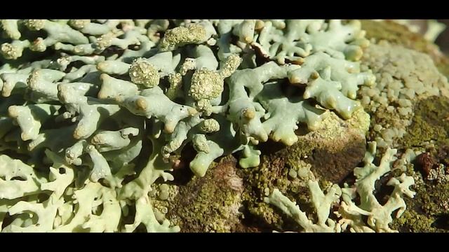 Hypogymnia physodes + Evernia prunastri Platanitsi Chalkidiki Greece 24 11 2019 смотреть онлайн