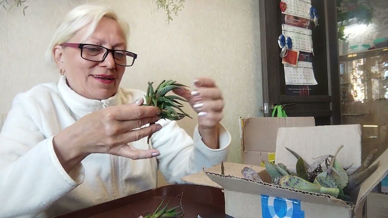 Болталка и посылка с суккулентами. смотреть онлайн