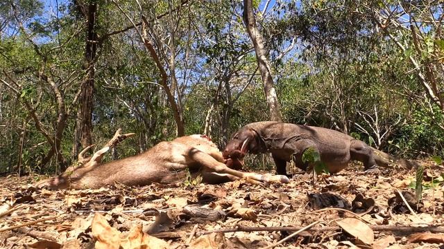 Komodo Dragon (Varanus Komodoensis) Feeding On A Deer