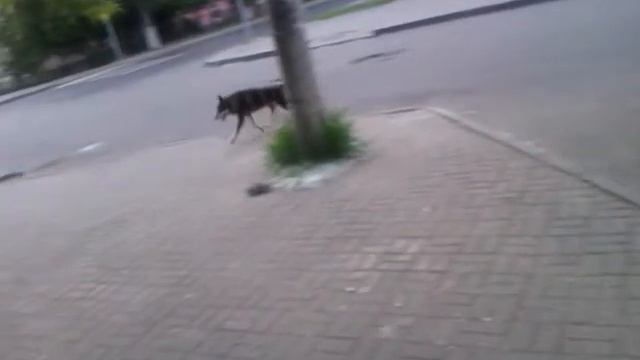 Собаке снесло башню смотреть онлайн