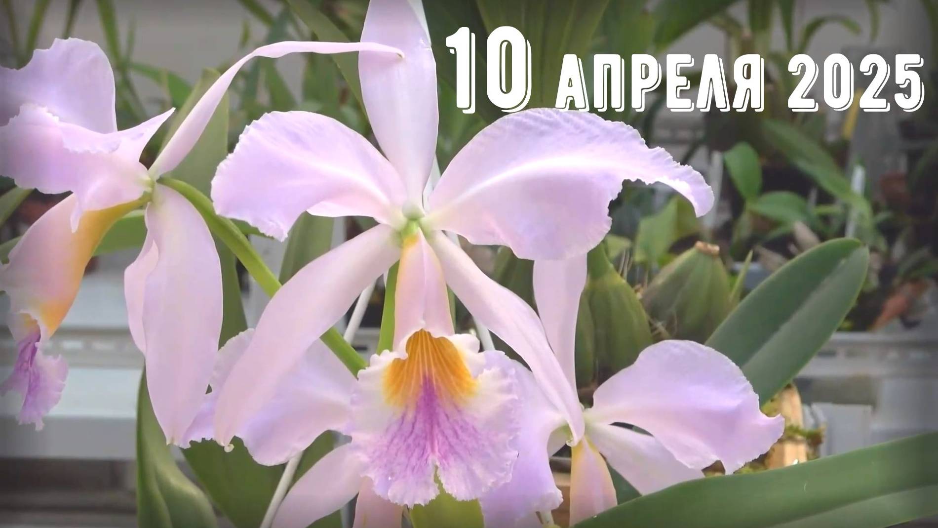 Грабли веерные Для любителей канала Грабли Live 10 .04.2025 смотреть онлайн