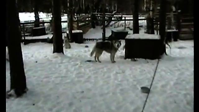 Хаски. Большое приключение. смотреть онлайн