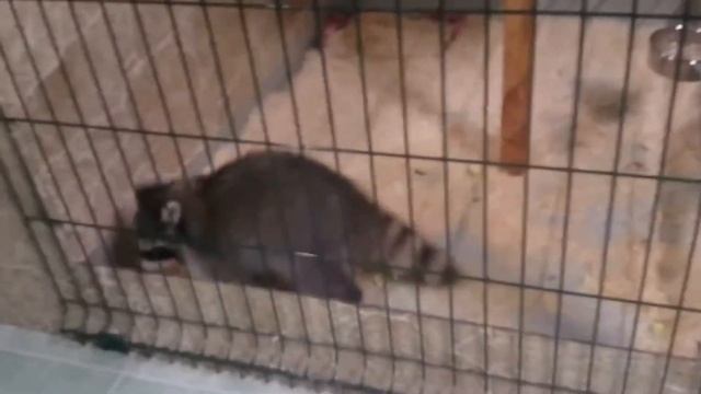 Где Толик???