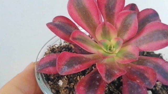 Aeonium Medusa Cuidados Donsuculento