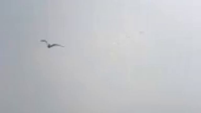 Гнездо чайки Камчатка смотреть онлайн