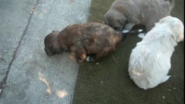 puppies walking смотреть онлайн