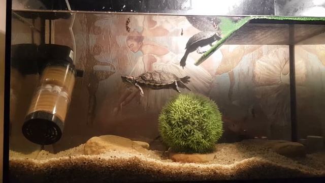 Красноухая черепаха охота за барбусами смотреть онлайн