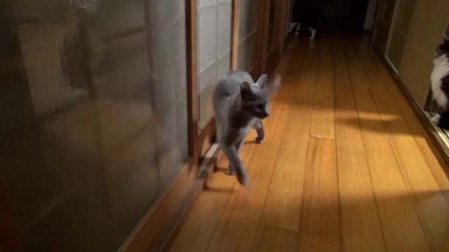 Бесподобные кошки - Funny cats. Поразительный стук в дверь:) смотреть онлайн