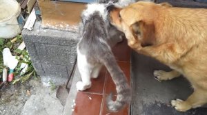 ВИДЕО 16 СОБАКА ЛОВИТ БЛОХ У КОТА)))