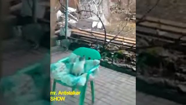 левый и борзый кошак играет с игрушкой моей кошки смотреть онлайн