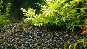 Баланс в аквариуме восстанавливается водоросли отступают #NIK_72
