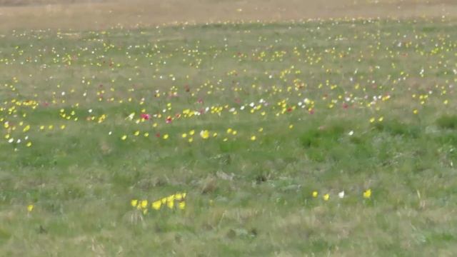 Тюльпаны Шренка - 2018 смотреть онлайн