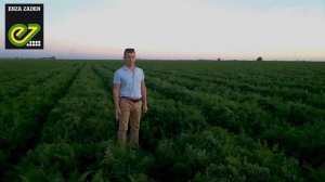 Опыт выращивания моркови - Проминанс F1.