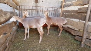 Бараны, овцы Арашан, гиссар. Кыргызстан. Анвар Рустемов +77017224679(ватцап)