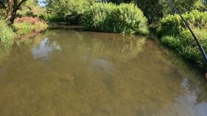 ЛОВЛЯ ГОЛАВЛЯ НА ТЕНКАРУ