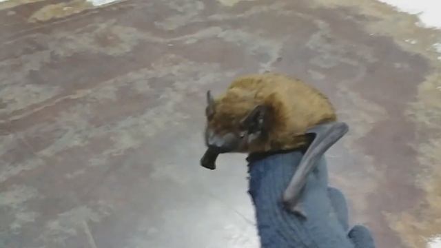 Херсонская Рыжая вечерница смотреть онлайн