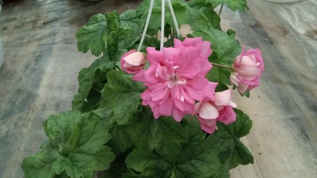 #29.Ура! Зацвел зонартик! смотреть онлайн