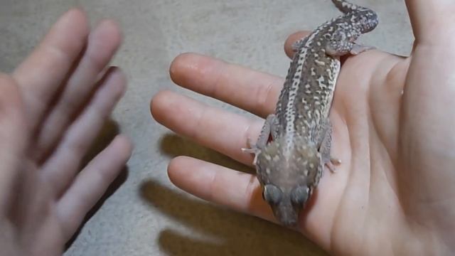 ВCЕ МОИ ЖИВОТНЫЕ !!! / Очень длинное , но долгожданное видео :) смотреть онлайн