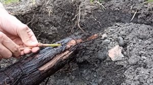 Прививка винограда дрелью