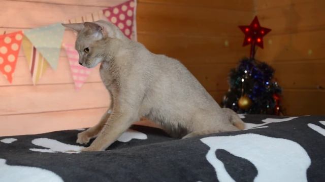 Абиссинская кошка окраса фавн смотреть онлайн