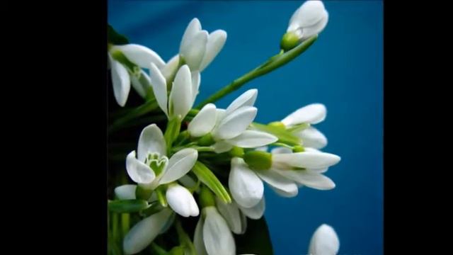 Мой фильм Цветы смотреть онлайн