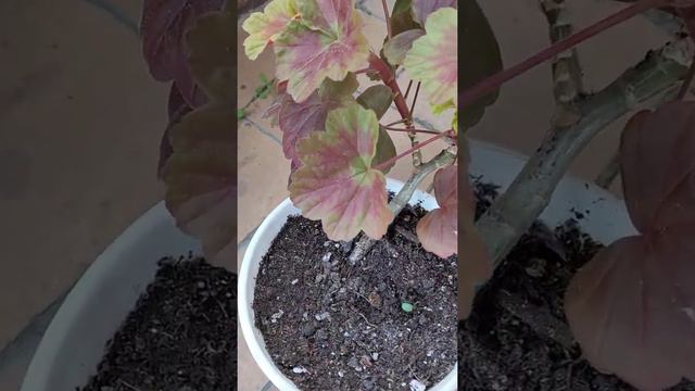 пеларгония зональная Odensio Wiski and Vine смотреть онлайн