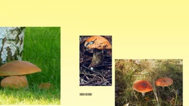 Роль грибов в природе и жизни человека.AVI смотреть онлайн