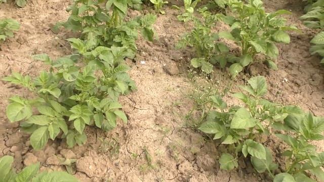 Мульчирование картофеля травой смотреть онлайн