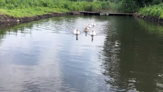 Обзор и обход хозяйства и владений смотреть онлайн