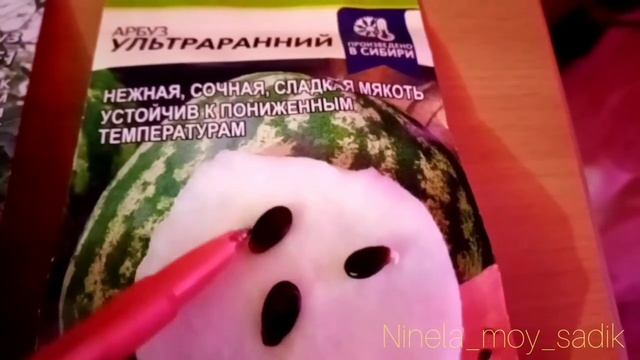 Выращиваю арбузы из семян в условиях Восточной Сибири? смотреть онлайн