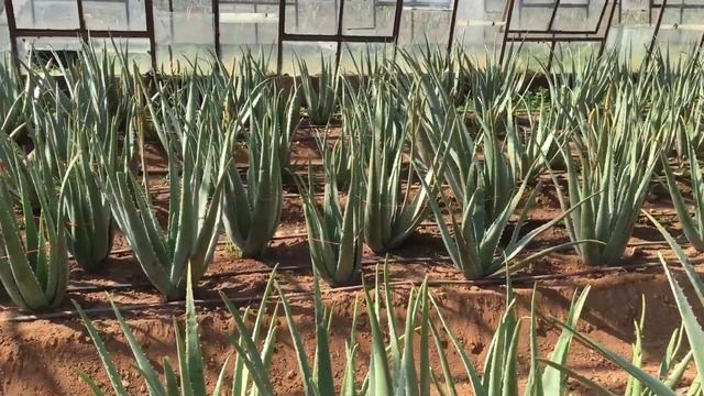 ALOE VERA - Aloe FARM In My Homeland Turkey | Growing Aloe Barbadensis Miller
