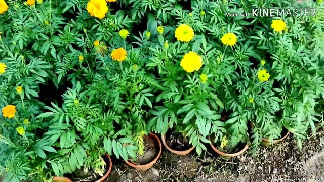 Kolkata Ke Najdik Acchi Aur Sasti Nursery Ka Visit Kijiye.