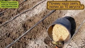 Почему надо сеять люпин до 10 августа?