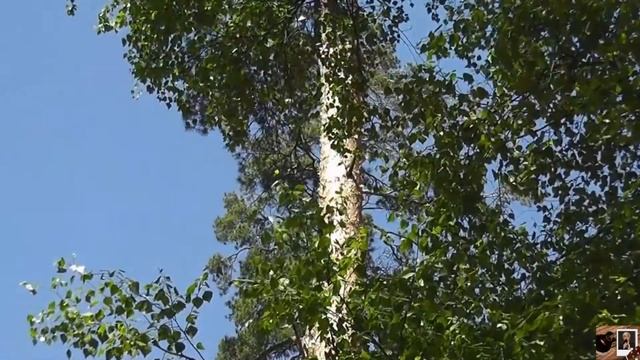 Моим одноклассникам посвящается Виктор Давидзон смотреть онлайн