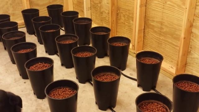 Seedlings Week 1 смотреть онлайн