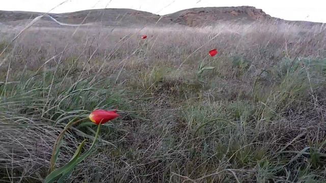 Тюльпаны в степи смотреть онлайн