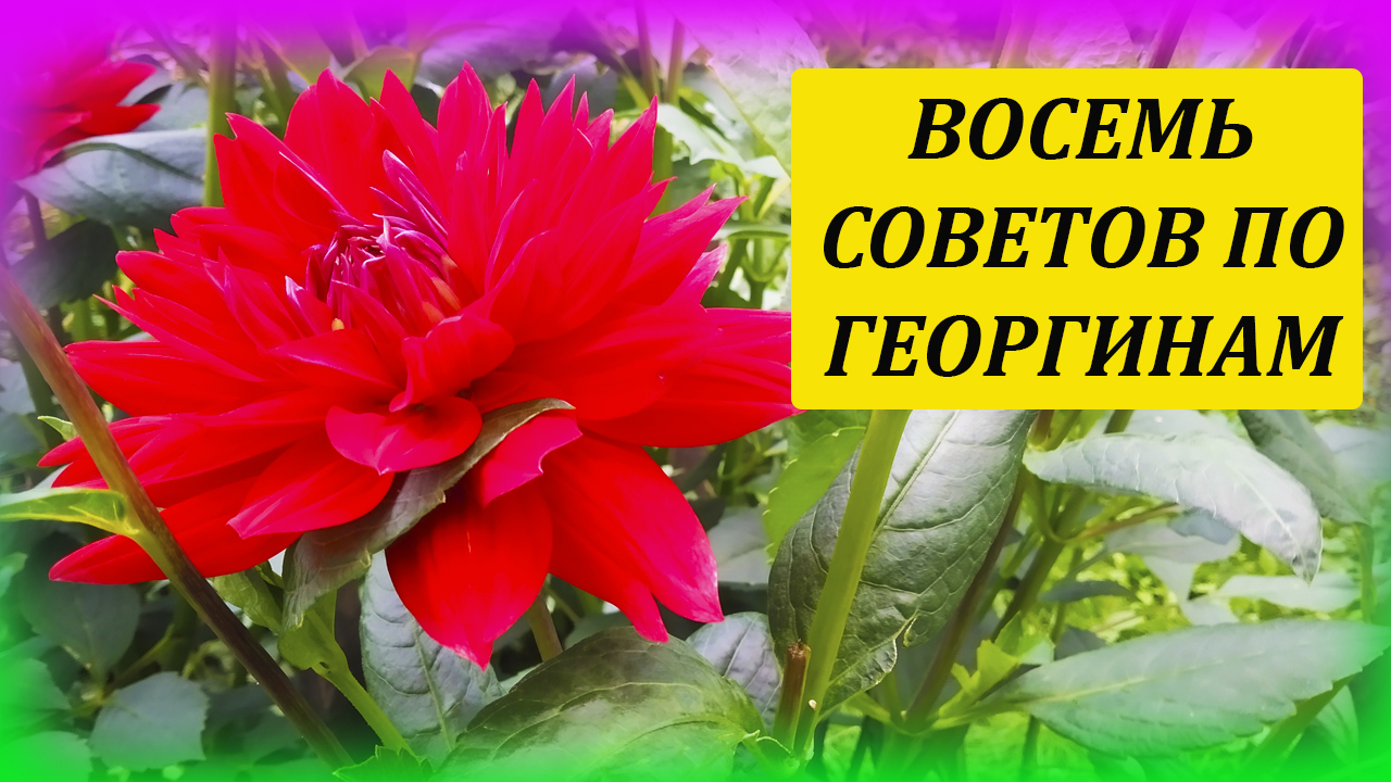 Восемь советов как выращивать георгины от профессионала. Георгина уход и выращивание на даче летом. смотреть онлайн