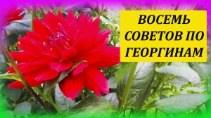 Восемь советов как выращивать георгины от профессионала. Георгина уход и выращивание на даче летом.